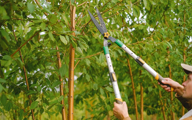Tree trimming in Spray, OR